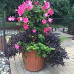 Annual Flowers