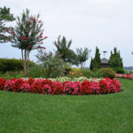 Annual Flowers