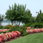 Annual Flowers