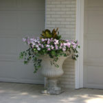 Annual Flowers