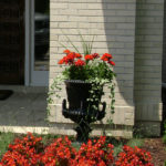 Annual Flowers