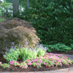 Annual Flowers