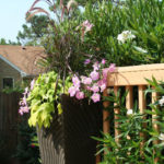 Annual Flowers