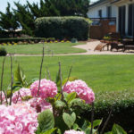 Annual Flowers